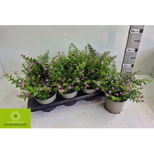 CUPH HYSSOPIFOLIA