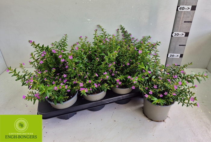 <h4>CUPH HYSSOPIFOLIA</h4>