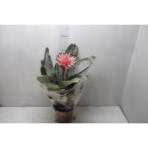 AECHMEA FASCIATA P17