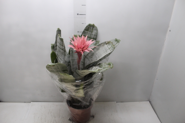 <h4>AECHMEA FASCIATA P17</h4>