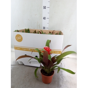Guzmania  'Priscilla'