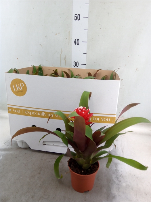 <h4>Guzmania  'Priscilla'</h4>