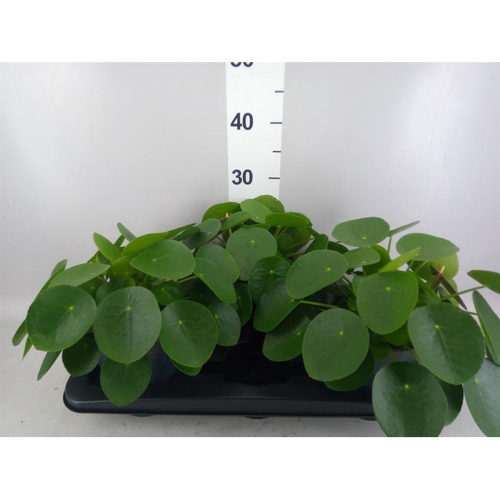 <h4>Pilea peperomioides</h4>