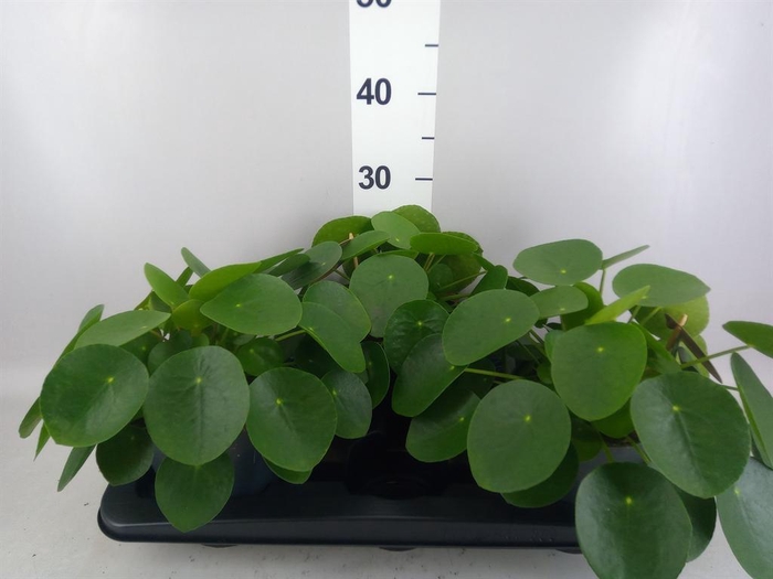 Pilea peperomioides