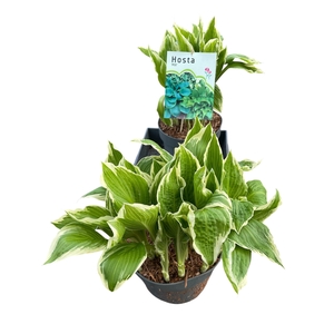 HOST UNDULA ALBOMARG