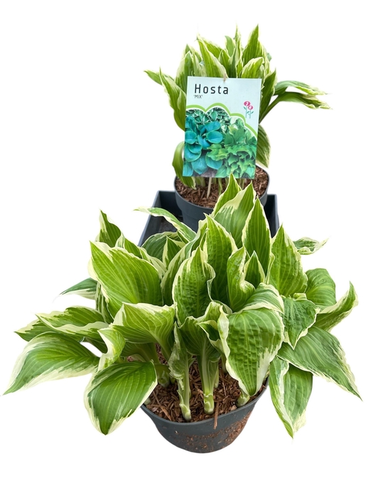 <h4>HOST UNDULA ALBOMARG</h4>