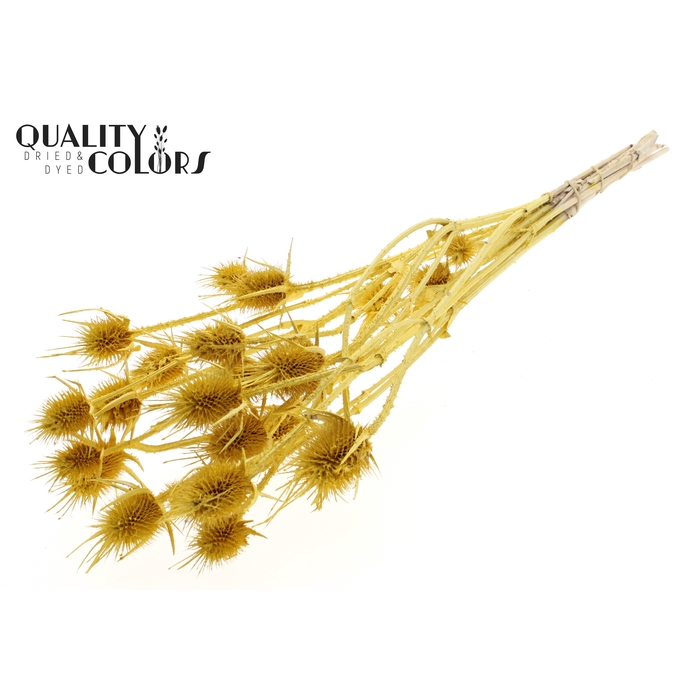 <h4>Cardi Distel 10pc/bunch 55cm Metallic Yellow</h4>