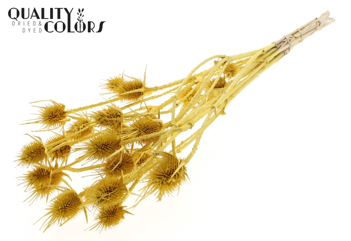 <h4>Cardi Distel 10pc/bunch 55cm Metallic Yellow</h4>