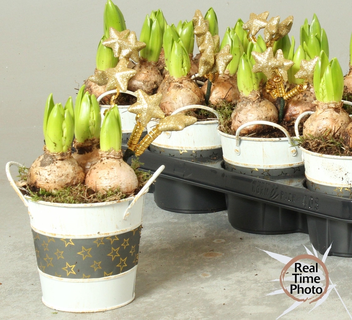 <h4>ARR HYACINTH</h4>