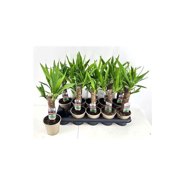 <h4>** Yucca 20 Cm Stam 2 Kop ** Winter Promo **</h4>