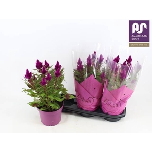 CEL DEEP PURPLE