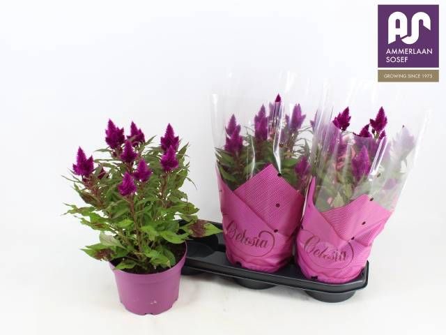 <h4>CEL DEEP PURPLE</h4>