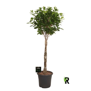 Ficus Mi Moclame stam gevlochten
