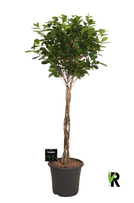 <h4>Ficus Mi Moclame stam gevlochten</h4>