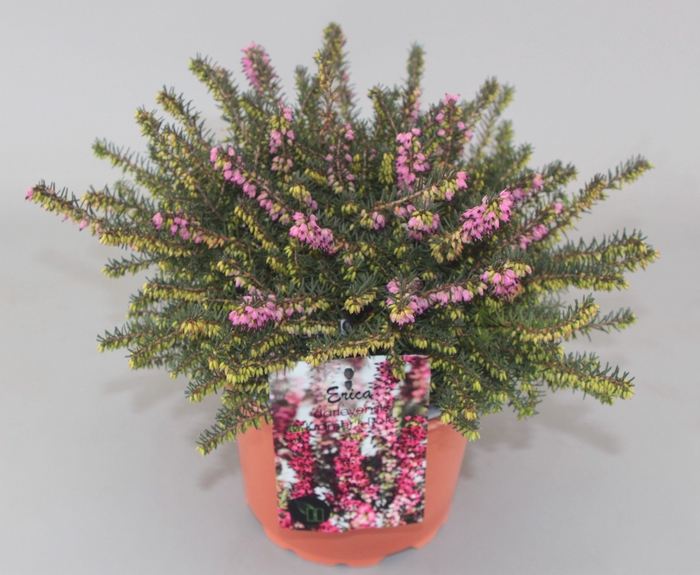 <h4>Erica darleyensis 'Kramer's Rote' C2</h4>