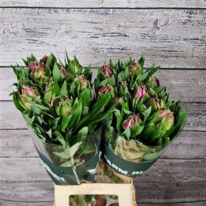 Alstr Asternova Libra