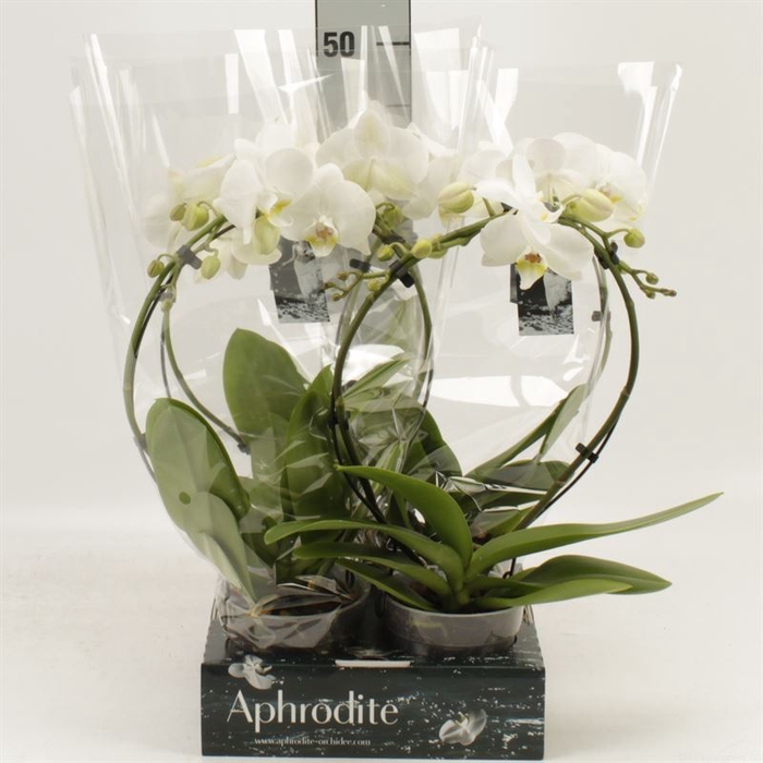 <h4>Phalaenopsis   ...</h4>