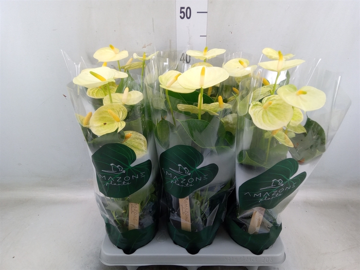 <h4>Anthurium andr. 'Vanilla'</h4>