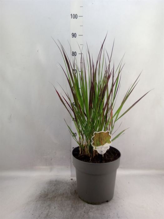 <h4>Panicum virgatum</h4>