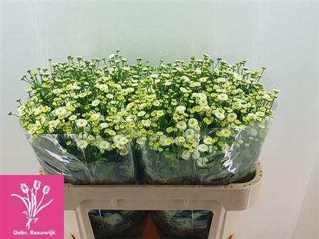 <h4>Tana Pa Rio</h4>