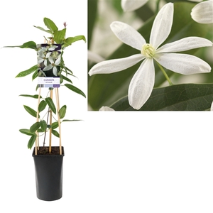 Clematis armandii +light label