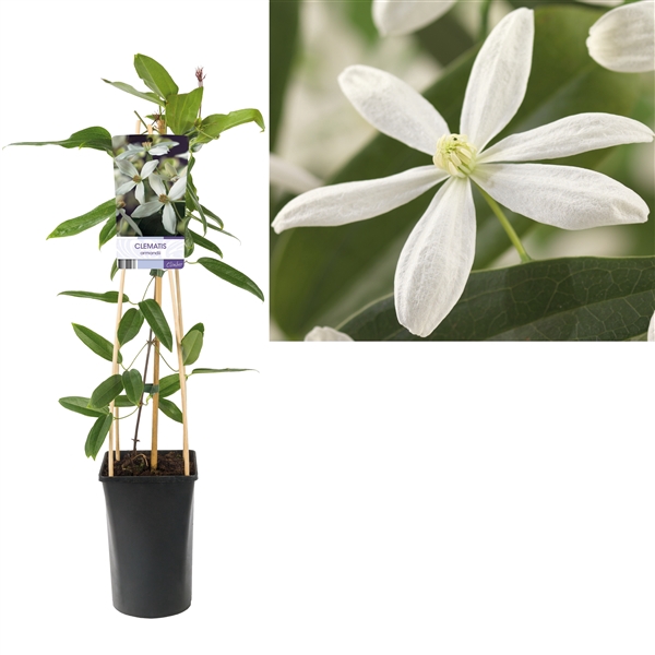 <h4>Clematis armandii +light label</h4>