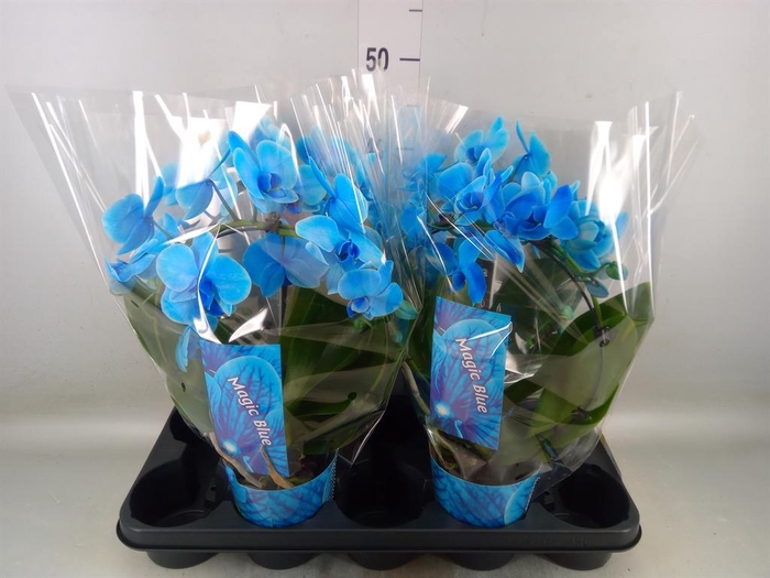 <h4>Phalaenopsis   ...</h4>