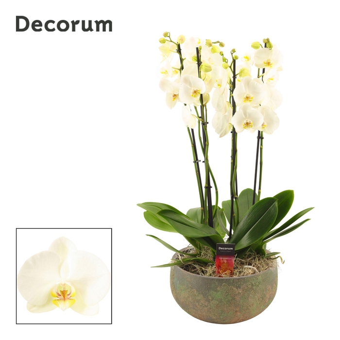 <h4>Riva 6 tak symphony white (Deco-collection)</h4>