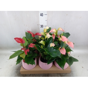 Anthurium   ...mix