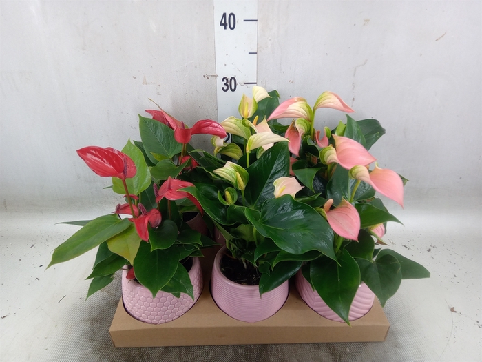 <h4>Anthurium   ...mix</h4>