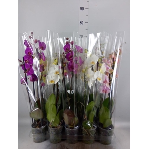Phalaenopsis   ...mix  5