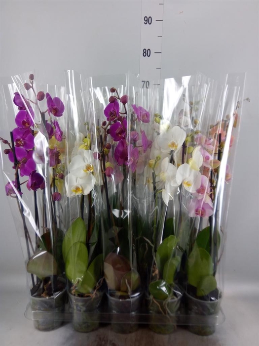 <h4>Phalaenopsis   ...mix  5</h4>