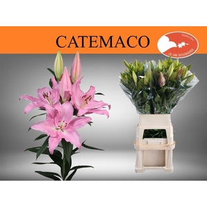Li Or Catemaco 5+