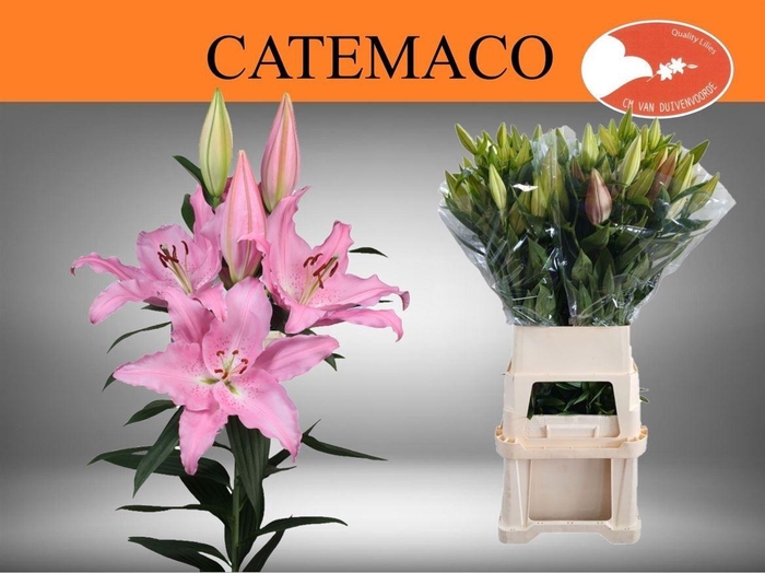 <h4>Li Or Catemaco 5+</h4>