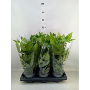 Fatsia japonica   ...