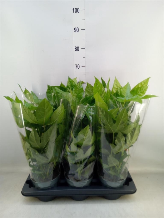 <h4>Fatsia japonica   ...</h4>