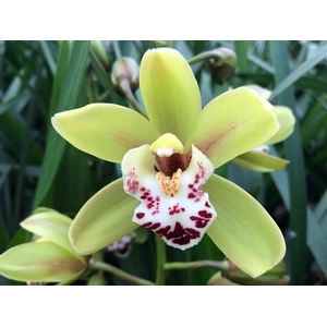 Cymbidium Mini Camelford X18 Leekade