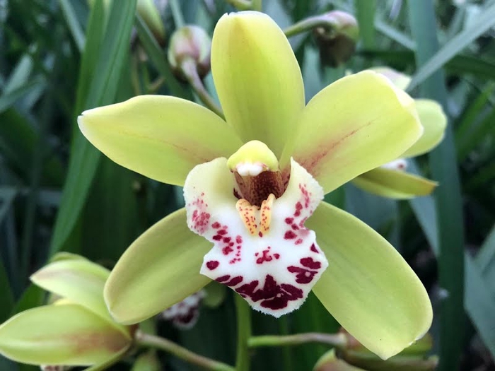 <h4>Cymbidium Mini Camelford X15 Leekade</h4>