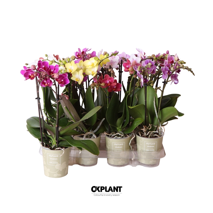 <h4>Phalaenopsis Natural Charm mix 2 spike 45+ height</h4>