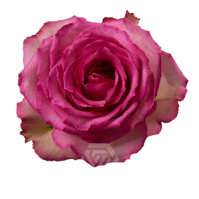 <h4>R GR SWEET UNIQUE Tessa</h4>