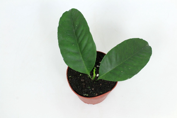 <h4>Hoya Multiflora IPPS 12 cm</h4>