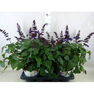 Salvia  'Salgoon Lake Onega Impr.'