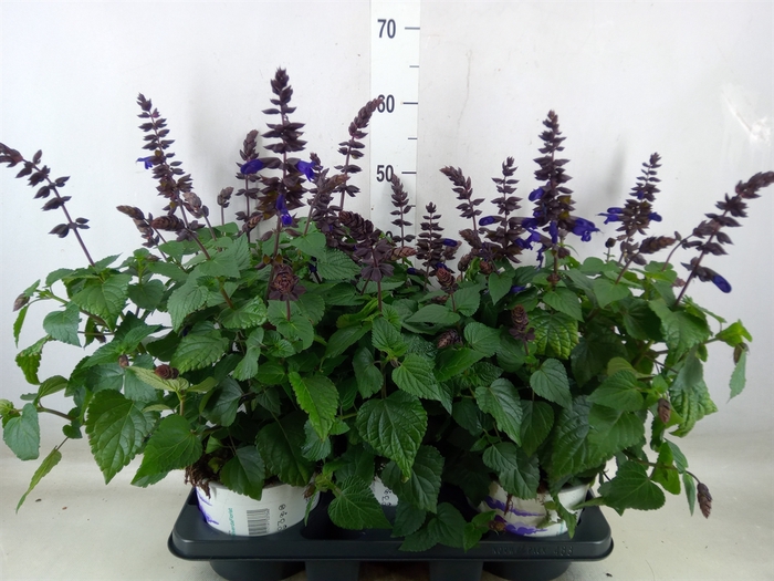 <h4>Salvia  'Salgoon Lake Onega Impr.'</h4>