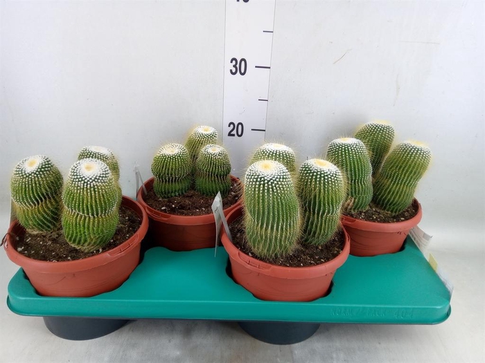 <h4>Cactus ...</h4>
