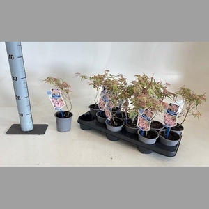 ACER PALMATUM