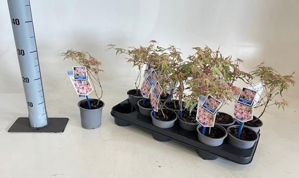 <h4>ACER PALMATUM</h4>