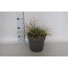 vaste planten 19 cm  Carex Bowlen Golden