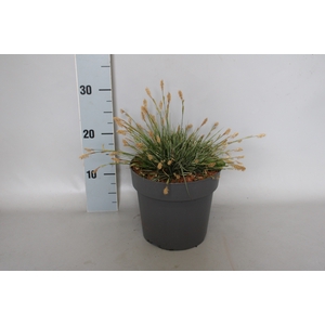 vaste planten 19 cm  Carex Feather Everest