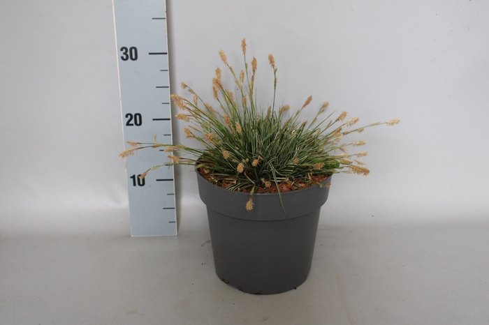 <h4>vaste planten 19 cm  Carex Feather Everest</h4>