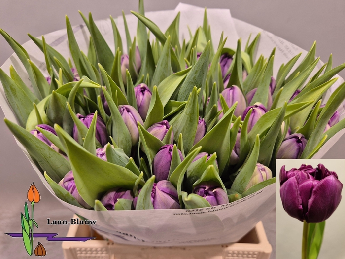 <h4>TU DU PYTHON</h4>